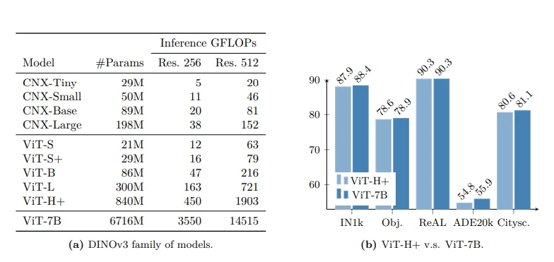 DINO v3 model family